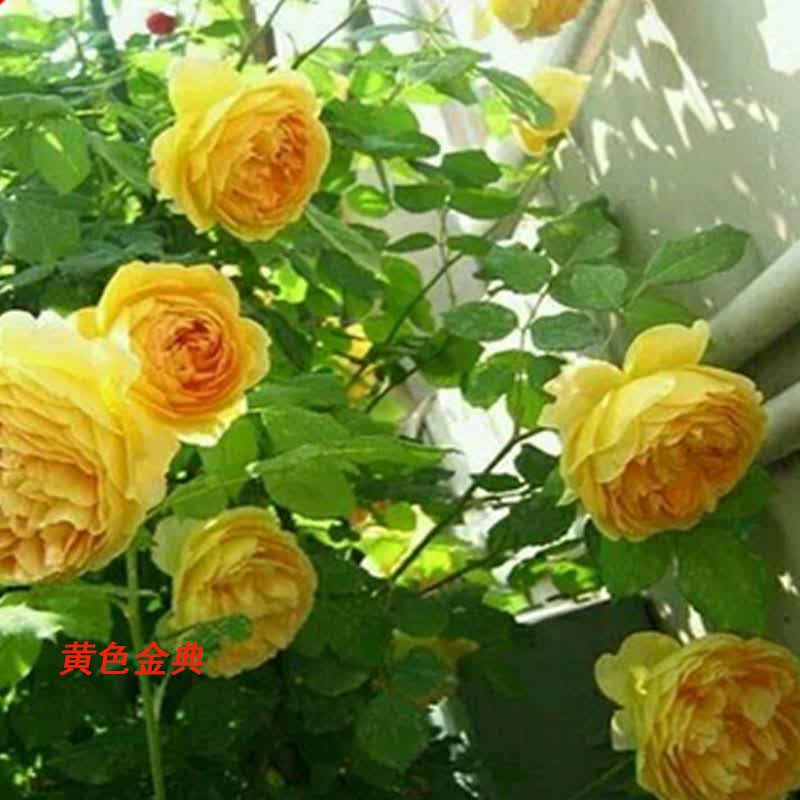 一播大地 月季花苗欧月粉龙宝石藤本月季花苗扦插爬藤植物绿植盆栽