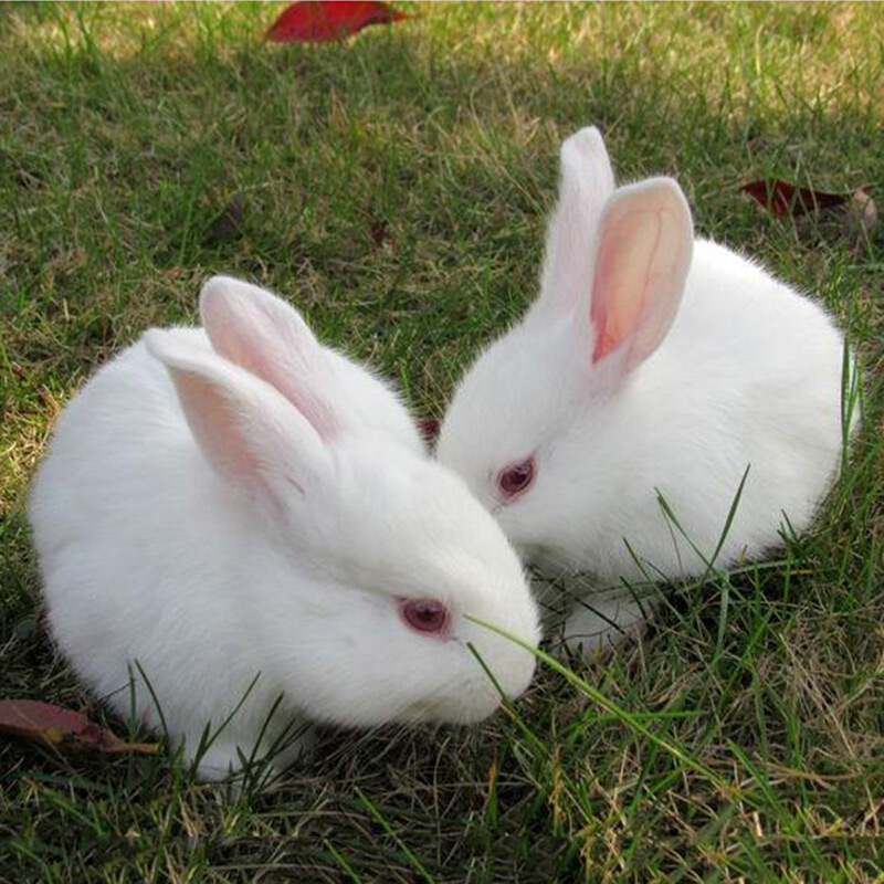 朗缤 兔子活体宠物兔活体新西兰肉兔公主兔小白荷兰侏儒活物兔子宠物 小白公主兔2只（一公一母）