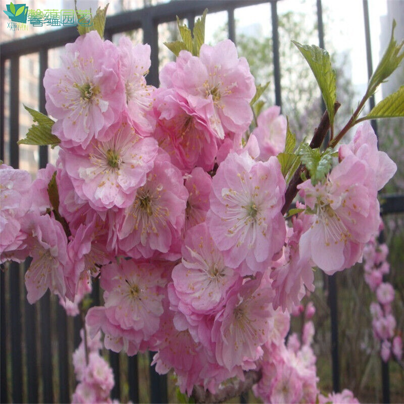 榆叶梅苗绿化苗木行道苗木庭院苗木别墅风景树苗 红色 1公分粗