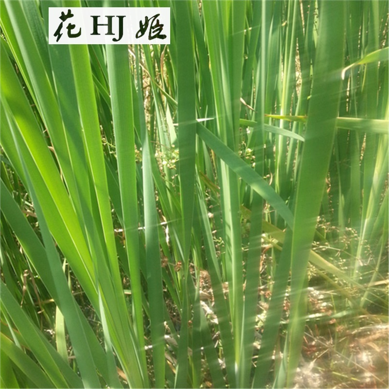 花姬双季茭白苗早熟茭瓜苗蔬菜苗高笋种苗新高瓜苗老蹲苗发货 茭白苗5