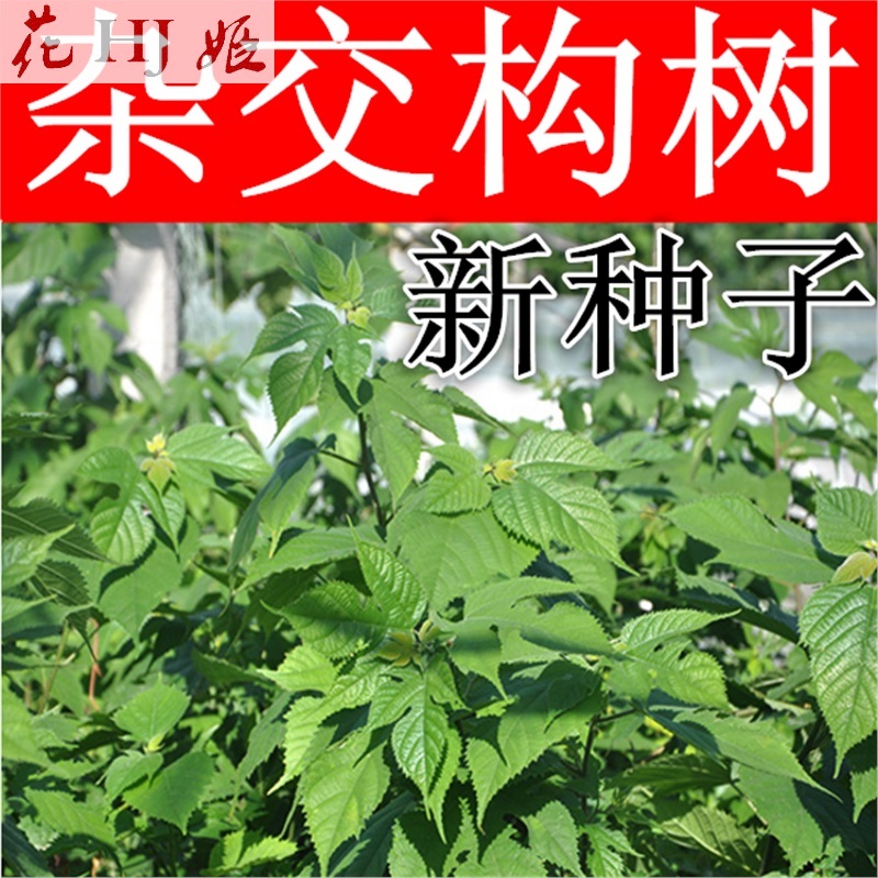 构树 相关京东优惠商品 价格图片品牌优惠券 虎窝购 构树 相关京东优惠商品 价格图片品牌优惠券 虎窝购