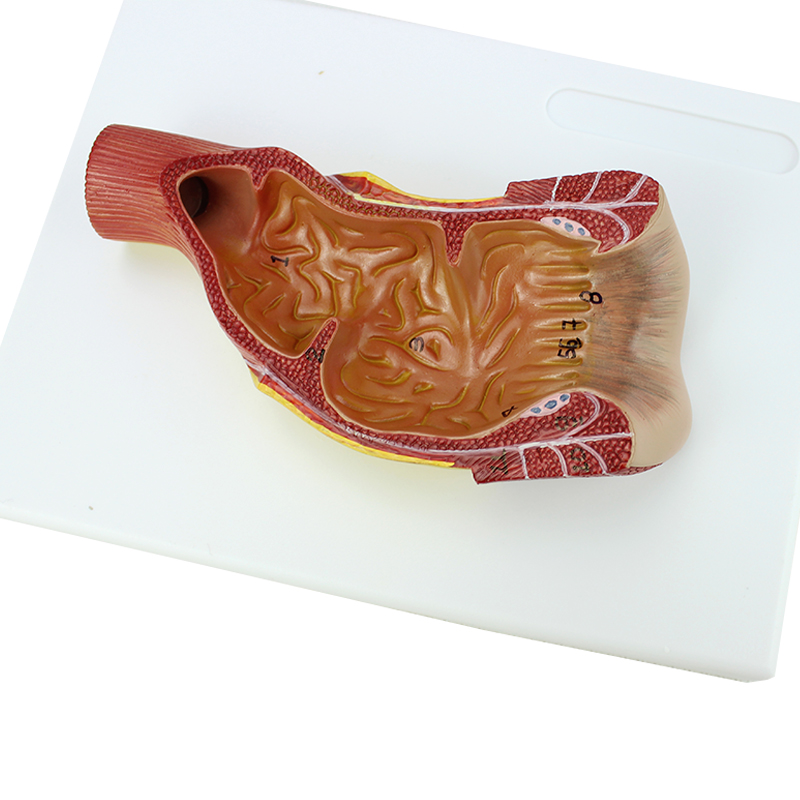 enovo颐诺医学人体直肠肛管肛门解剖结构模型  肛肠科外科普外科专科