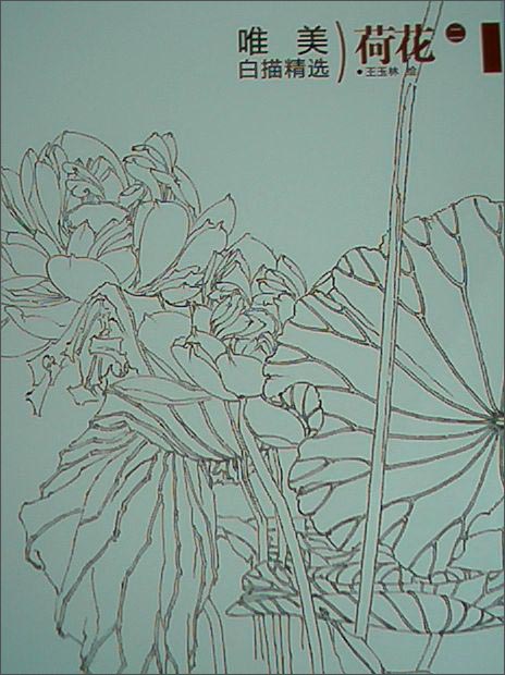 唯美白描精选：荷花（二）