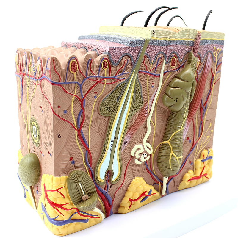组织结构解剖模型微创皮肤美容整形教学真皮表皮层化妆美容教学培训