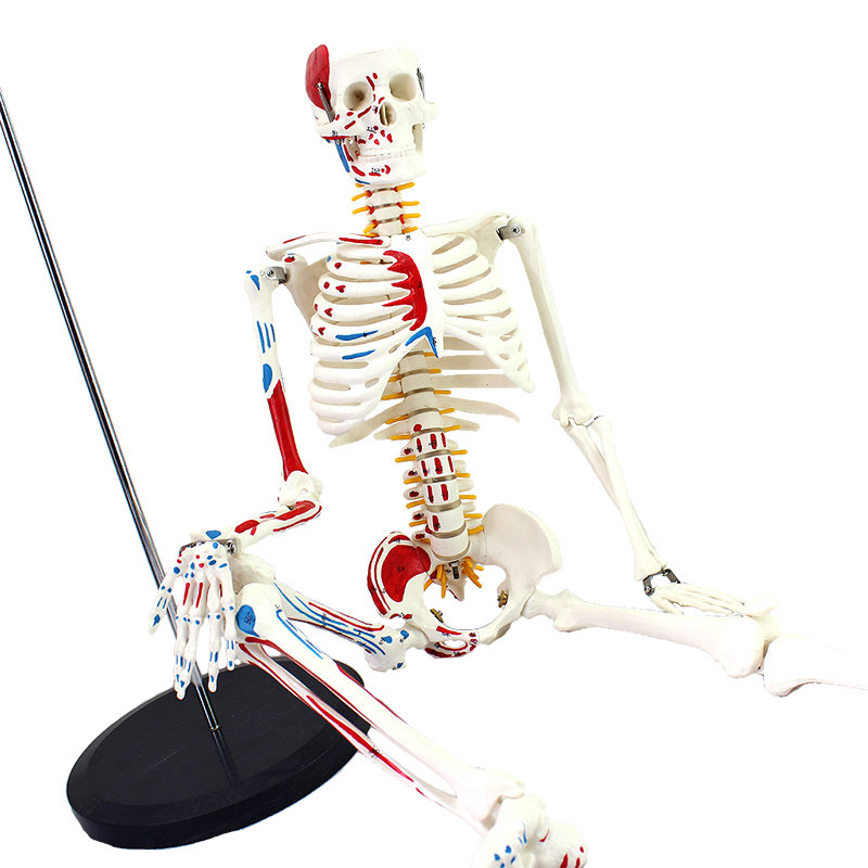 ENOVO颐诺医学85CM人体骨骼模型神经肌肉起止骨架瑜伽教学脊柱用骨架人体模型成人小骷髅教学模型脊