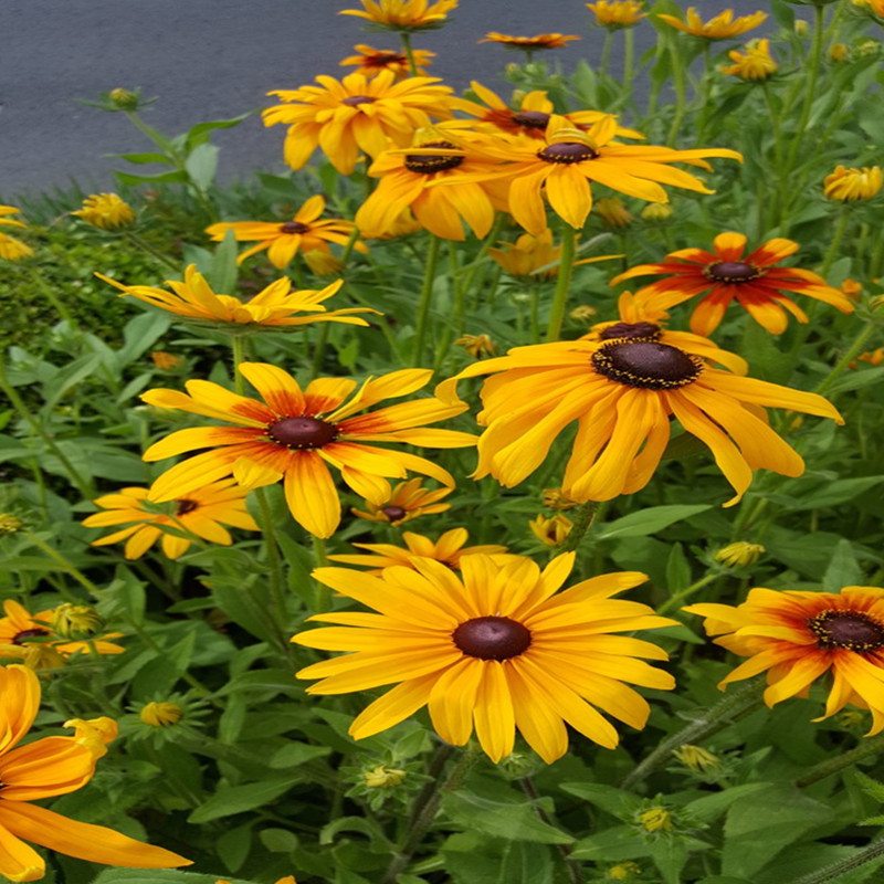 绿中城本花卉种子花海黑心菊花种子观花花海易养易成活四季室外盆栽