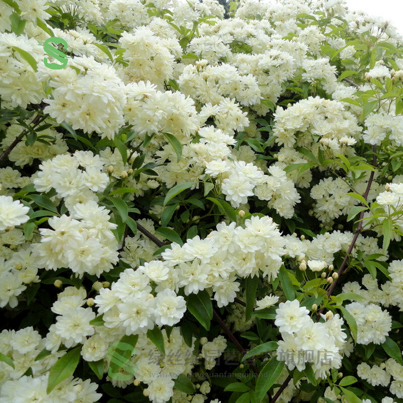 木香花树苗木香苗浓香型阳台庭院垂吊爬藤植物耐寒耐旱好养活绿植花卉