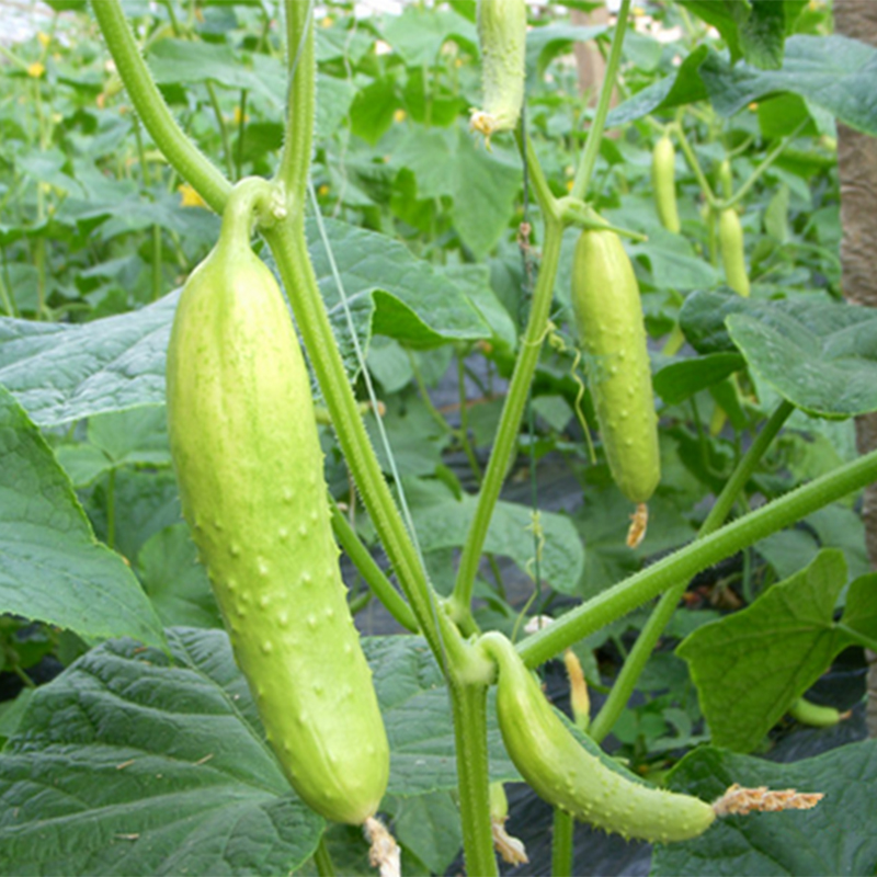 种子四季播旱瓜果种籽荷兰小黄瓜阳台盆栽瓜种子 鸥白黄瓜种子300粒