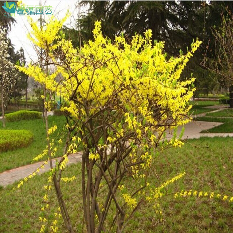 馨蕴黄老虎黄花条攀援花卉迎春花苗黄金条连翘苗金钟罩花 红色 80-1