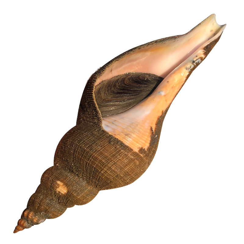 沈志雄船长福建东山岛海鲜海捕吹螺响螺喇叭螺当天活冻后发保鲜品质