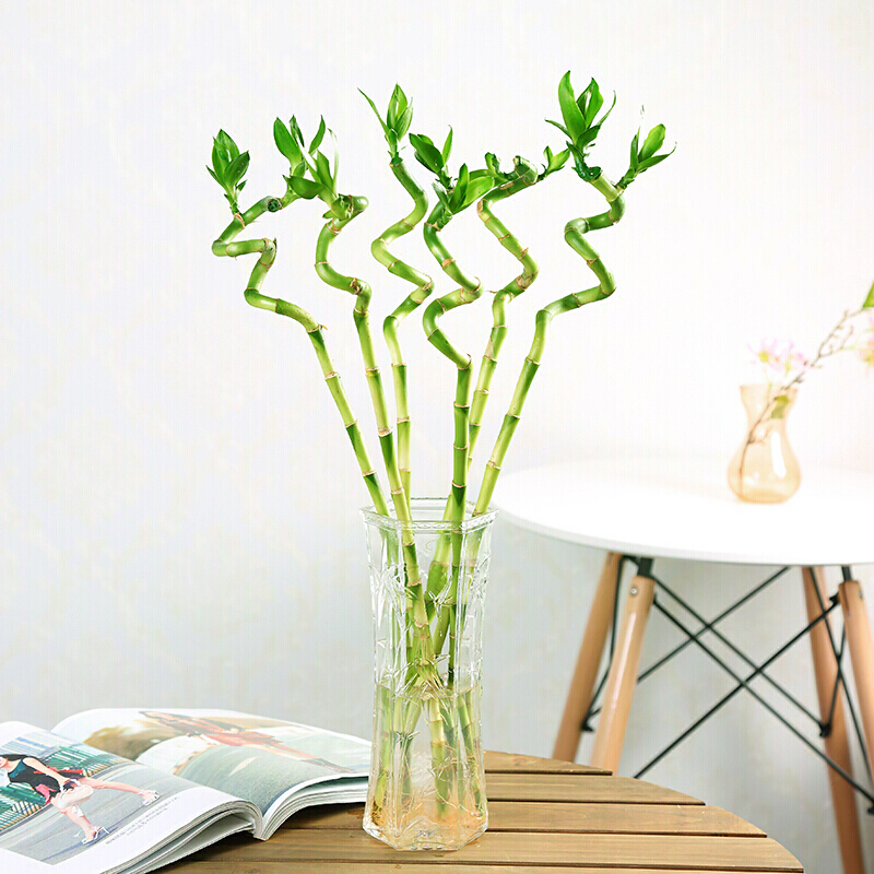 富贵竹转运竹好养弯竹室内水培植物 净化空气除甲醛竹子 弯竹6棵 不含