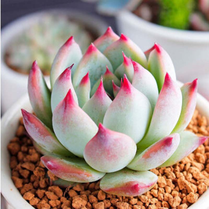 花无痕 多肉植物套装多款入门肉肉多肉盆栽多肉组合区办公室室内植物