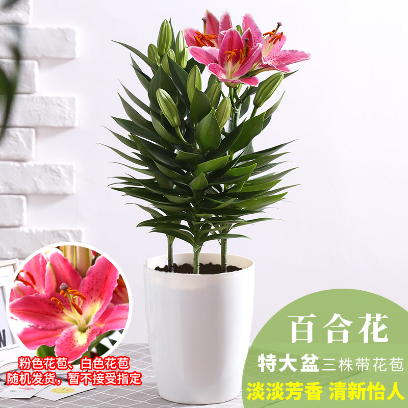 百合花盆栽 带花苞花卉百合种球盆栽室内观花植物水培绿植百合花 大盆