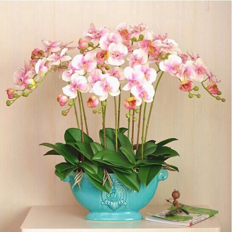 御春阁蝴蝶兰花苗盆栽室内观花植物桌面阳台年宵花卉四季开花绿植花卉 大富贵蝴蝶兰+透明原盆+原土