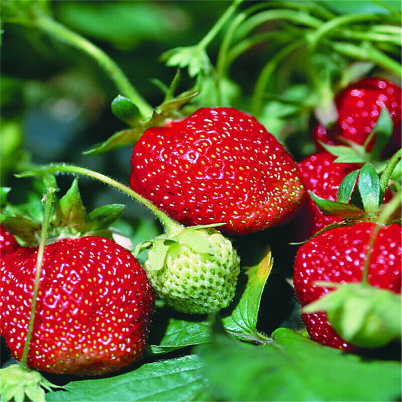 当年结果 四季草莓苗 树爬藤草莓苗果树苗 盆栽水果苗 甜查理草莓 1株