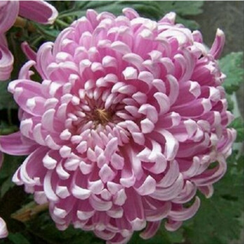 清晨露水园艺盆栽菊花苗 菊花小苗 四季花卉盆栽植物菊花小苗保证颜色