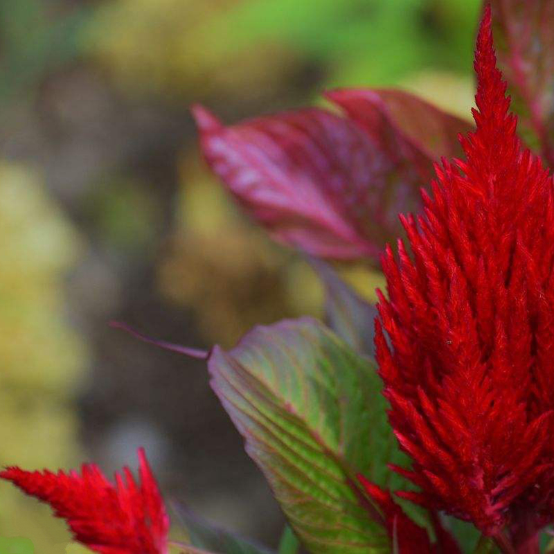 梦族园林(mengzuyuanlin) 火焰鸡冠花 火焰鸡冠花种子凤尾鸡冠花种子