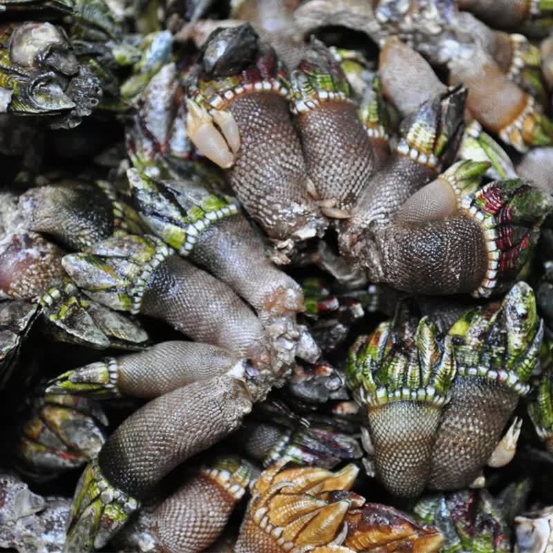 鲜太公 新鲜佛手螺 佛手贝 狗爪螺 观音手 海鲜水产 顺丰航空 年货