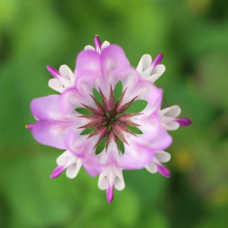 梦族园林(mengzuyuanlin) 室外易种室内阳台盆栽花卉花籽 小冠花种子