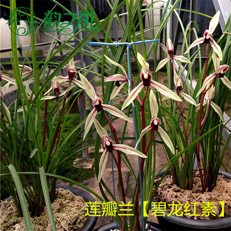 韵之岚兰花苗 莲瓣兰碧龙红素 云南原生老种素心室内室外绿植兰草花卉