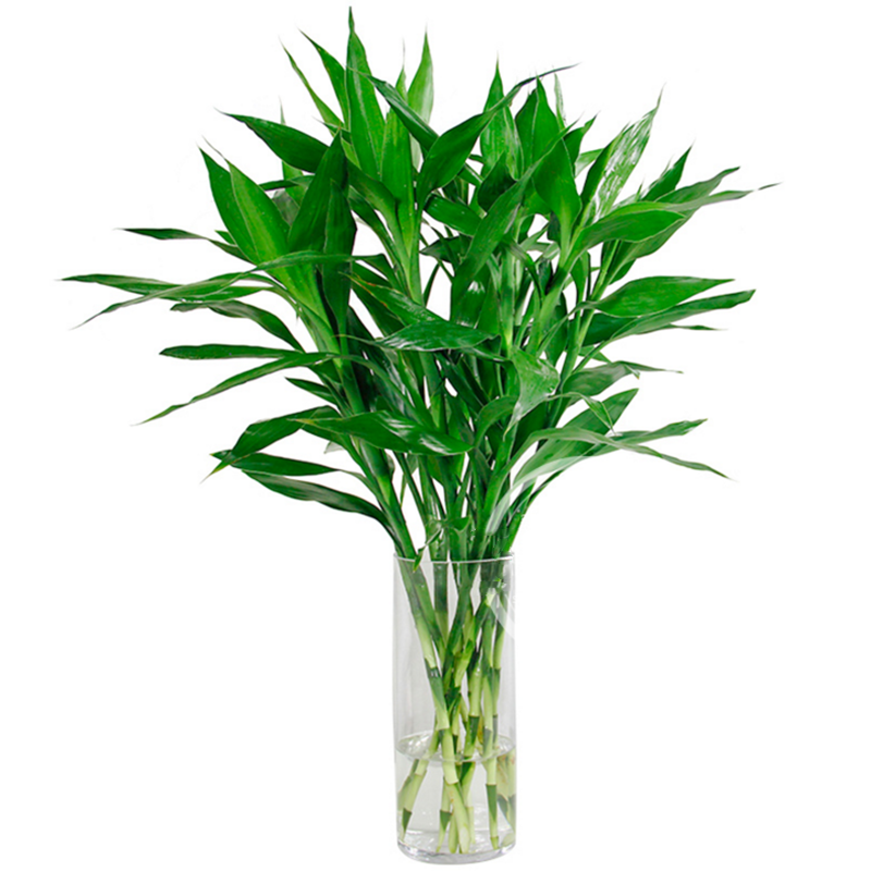 八目尚賞水培富贵竹绿植花卉转运竹龙竹开运竹大叶竹水养竹子花草植物
