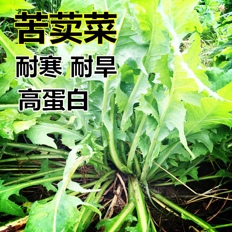 梦族园林(mengzuyuanlin) 苦荬菜种子 多年生牧草 猪牛羊鸡鸭鹅苦麻菜