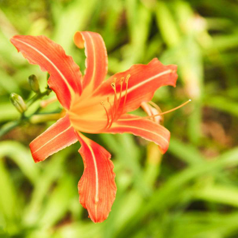 梦族园林(mengzuyuanlin) 金娃娃萱草种子 大花萱草种子 黄花菜 蔬菜