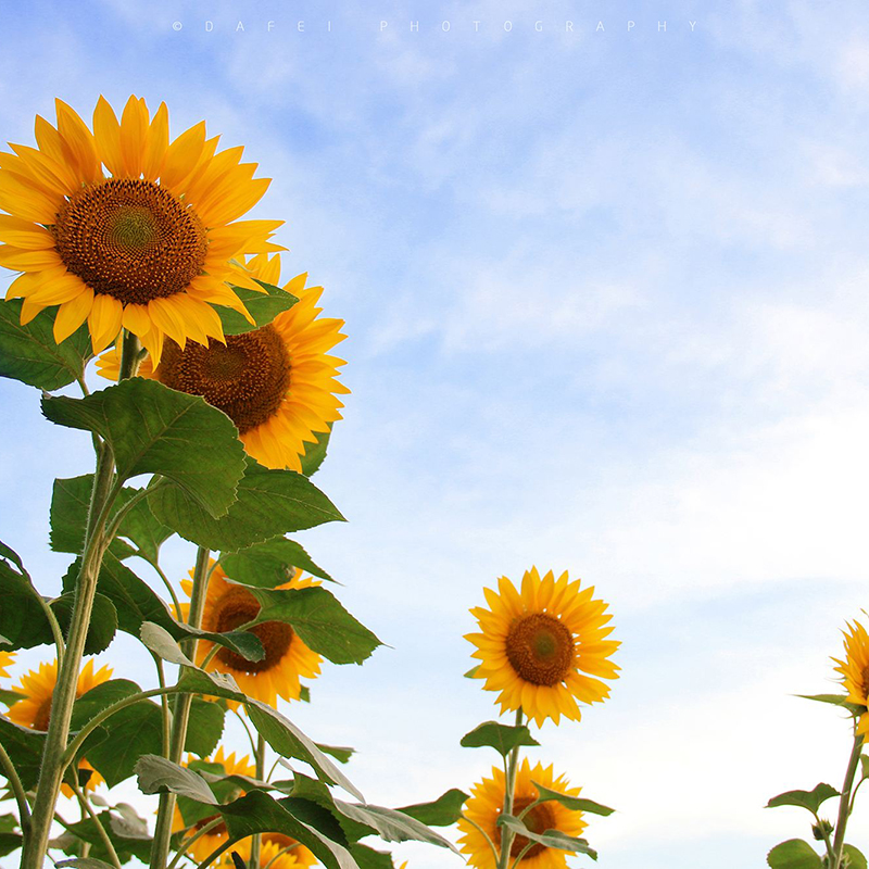 奔奥向日葵种子四季食用特大油葵种子高产大粒葵花籽庭院花海种子 50