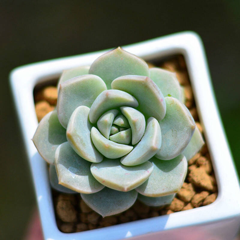 若绿真便宜多肉好养老桩绿植花卉小苗肉肉花植物小盆栽清棚 白牡丹 含