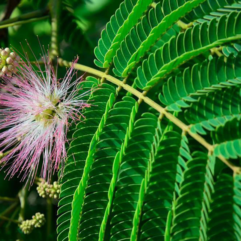 奔奥含羞草种子四季可播阳台盆栽绿植花卉种子易种害羞草怕羞草种籽