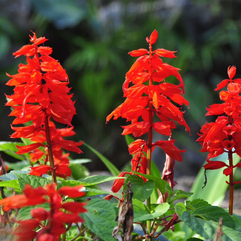 绿中城 一串红种子花种子矮串串红庭院室外四季种易活爆仗红花籽 一串