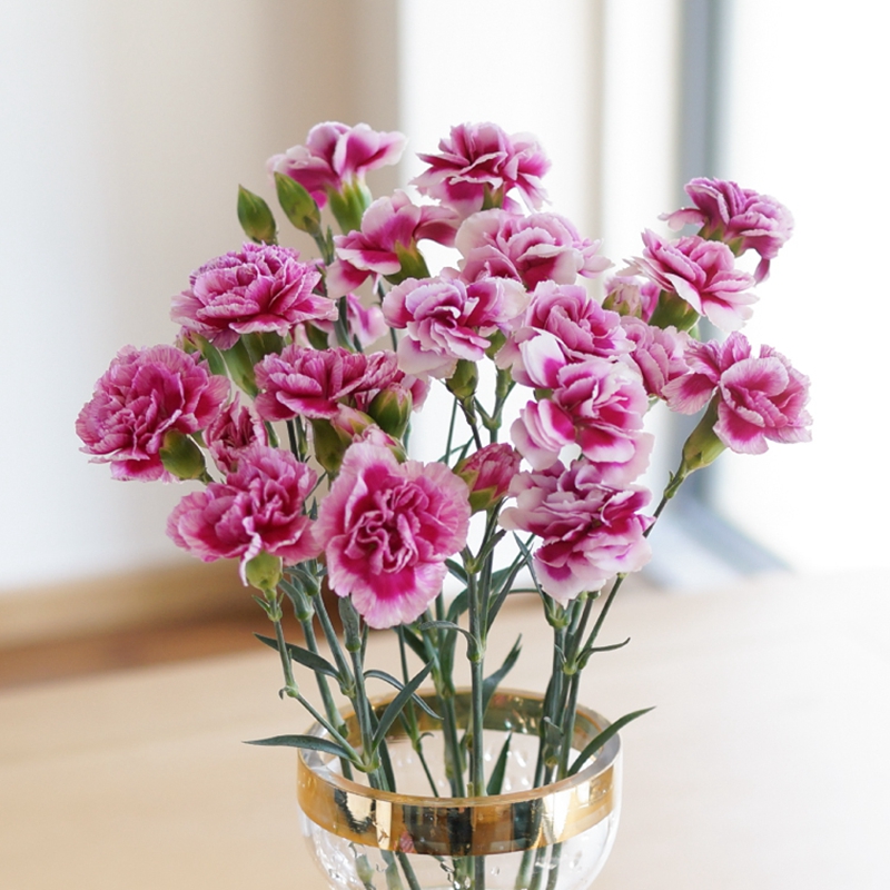鲜花 家庭 家用 插花 直发 新鲜花朵 多头紫色白边康乃馨18朵