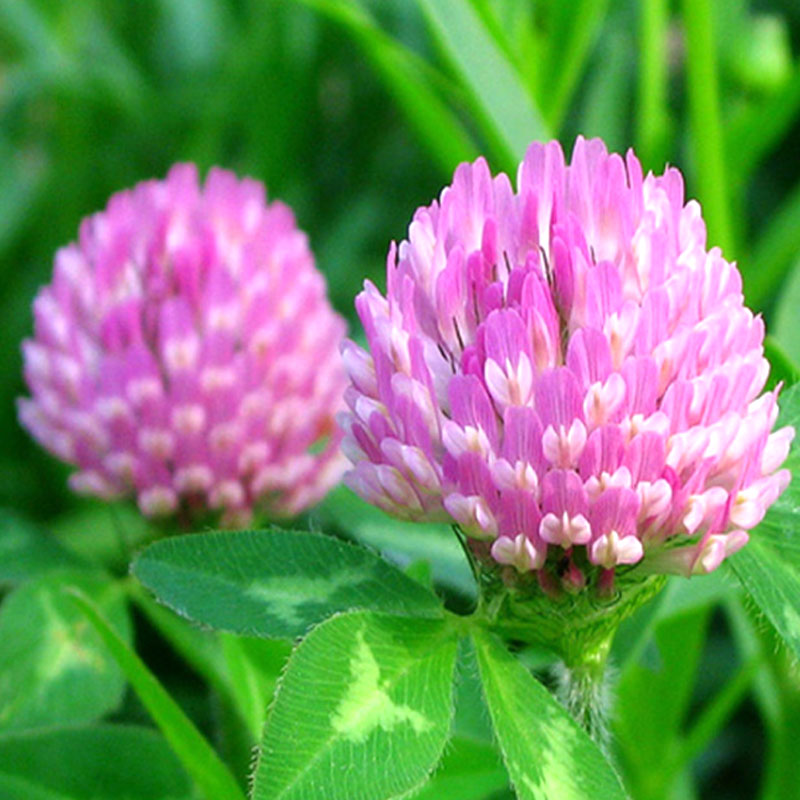 一播大地白三叶草种子红三叶种子纯净度99%草坪种子公园小区绿化绿肥