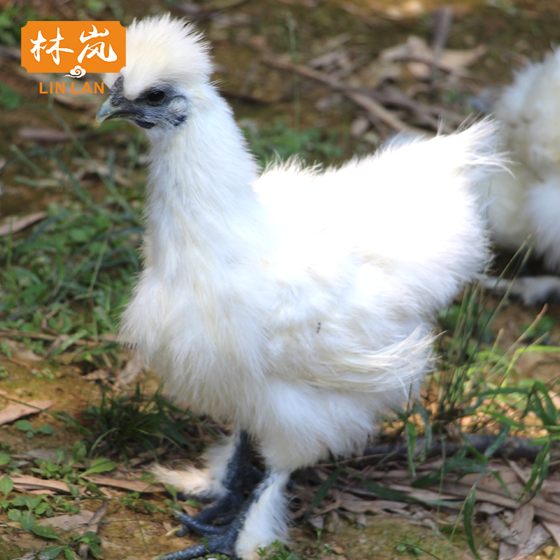林岚（LINLAN）农家散养乌鸡净重1000g以上下单新鲜宰杀乌鸡白毛乌骨鸡母鸡