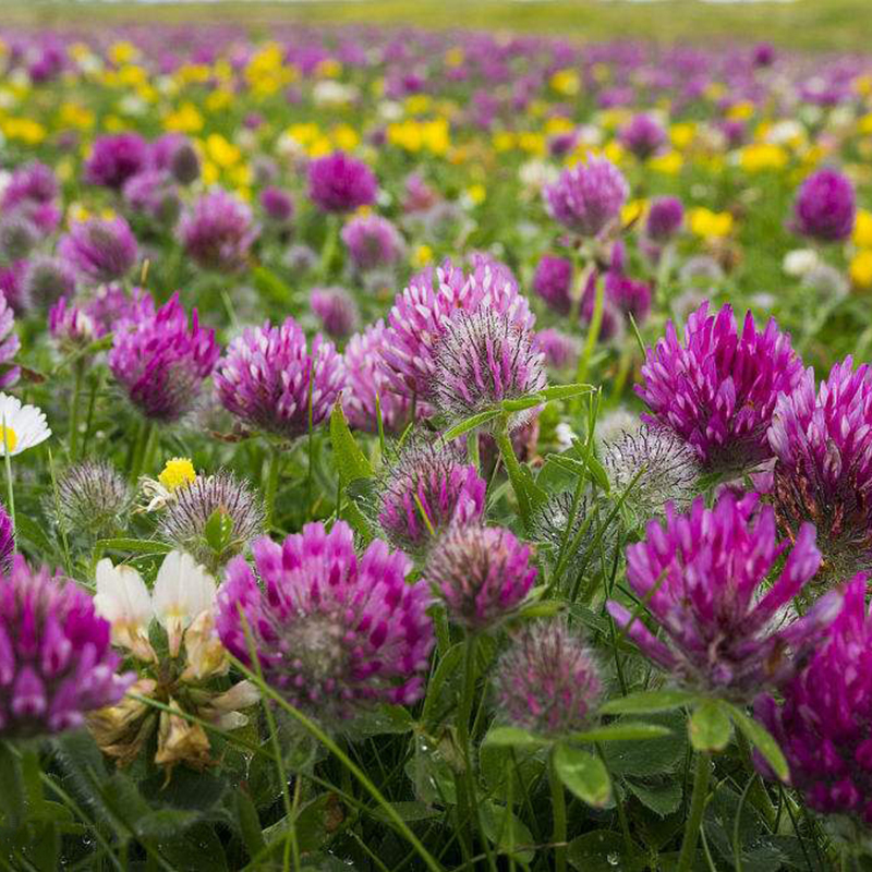 奔奥红三叶种子白三叶包衣四季青草坪牧草花卉种子 红三叶包衣一斤 叶