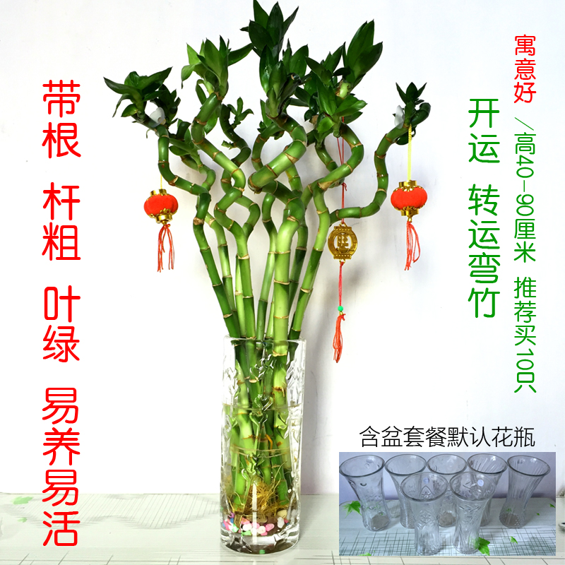 憶芗转运竹水培植物弯竹净化空气吸甲醛开运竹富贵水栽花卉幸运竹 1