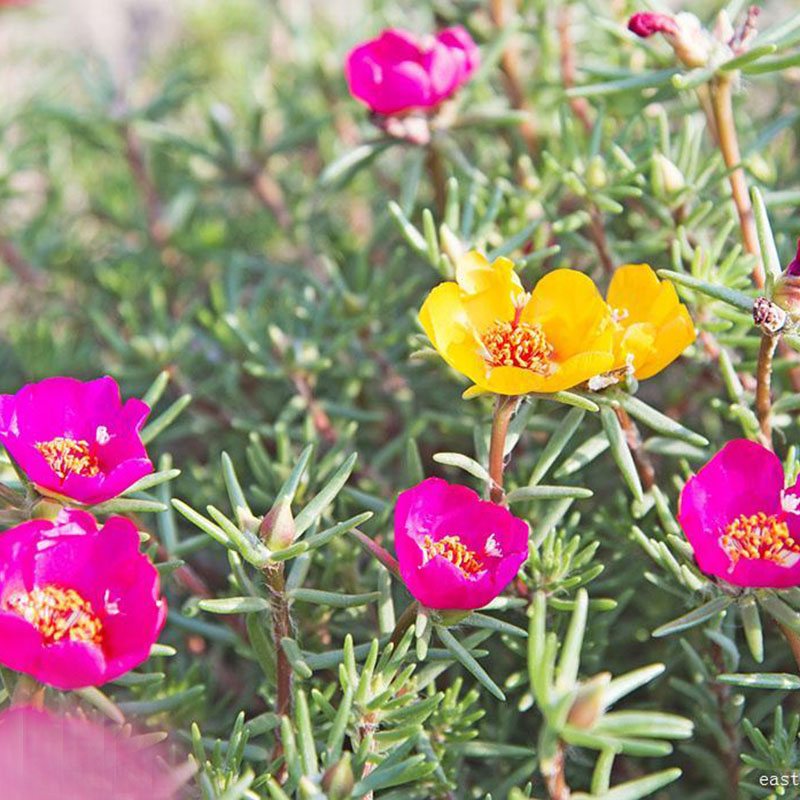 绿中城草花太阳花籽半枝莲死不了马齿苋观赏盆栽种子 太阳花单瓣一斤