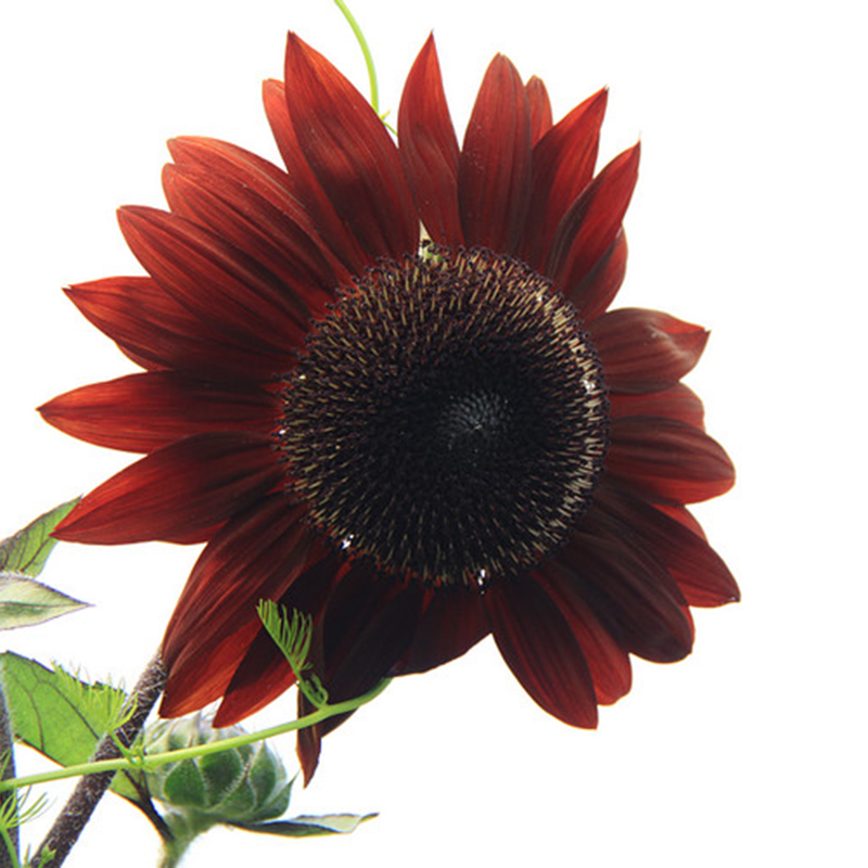 yuanlin) 观赏矮向日葵花 春季阳台盆栽 易种植物花卉花籽 紫色向日葵