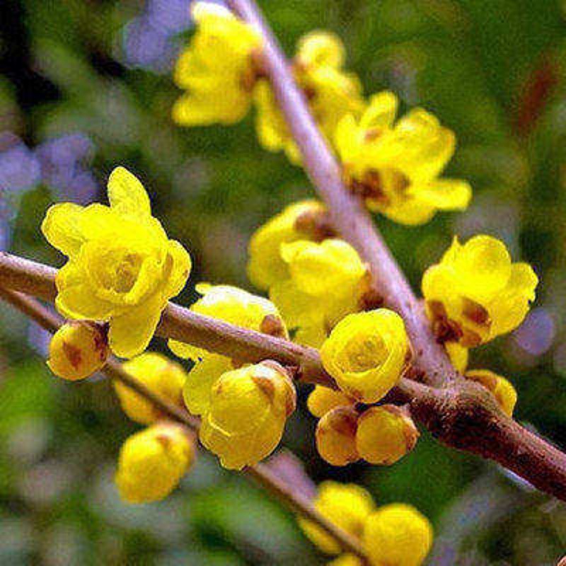 梅花树苗腊梅当年开花地栽盆栽庭院黄梅花苗腊梅盆景素心腊梅梅花