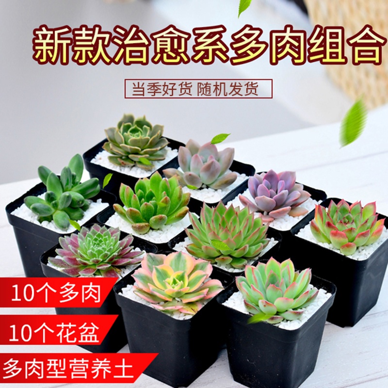 家中有果 多肉植物组合 盆栽肉肉组盆绿植 含盆含土发货新手种植 多肉