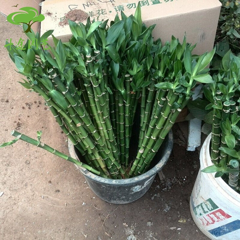 斗途园艺 富贵竹 开运竹转运竹观音竹 水培植物绿植花卉 办公居家室内