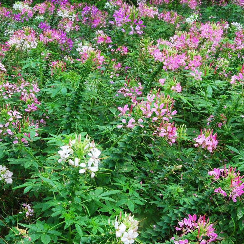 梦族园林(mengzuyuanlin) 醉蝶花种子花子四季种易活新手花种子开花不