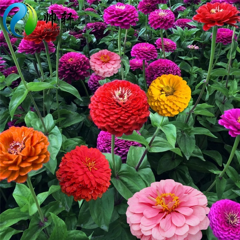 太阳花种子混色野花组合种子植物花籽 百日草种子庭院草花海开 波斯菊