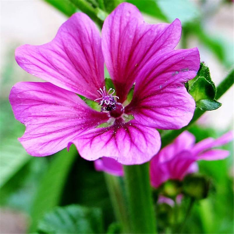 梦族园林(mengzuyuanlin) 花海专用花草籽马洛葵种子盆栽庭院都可种植