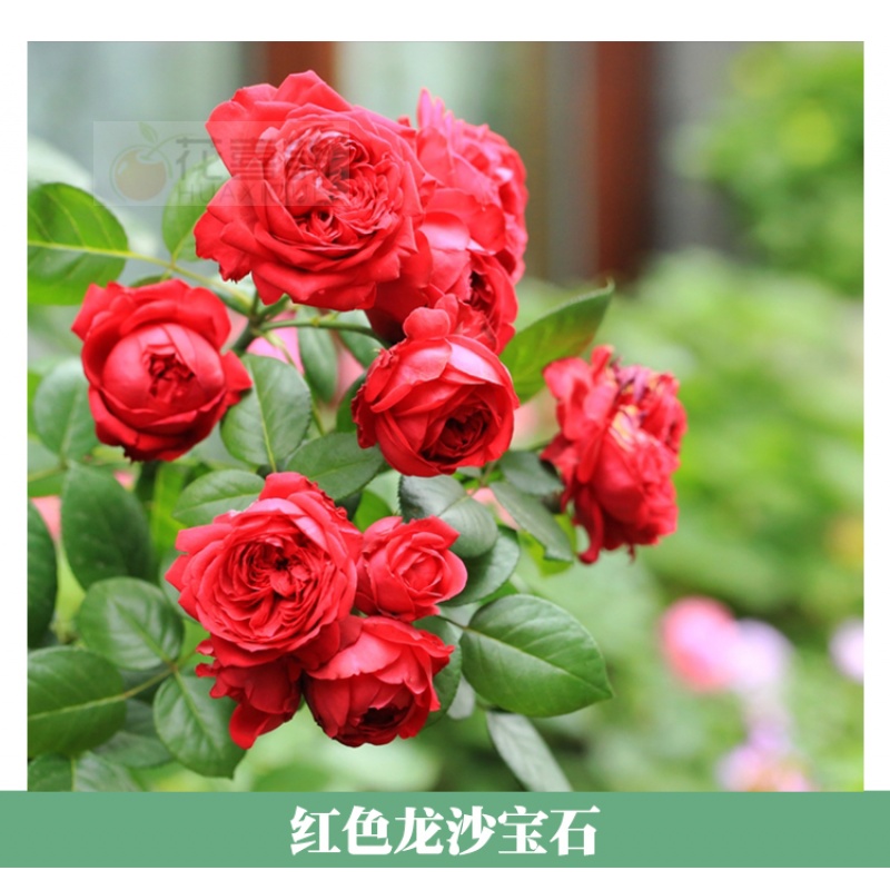 红色龙沙宝石月季花语图片