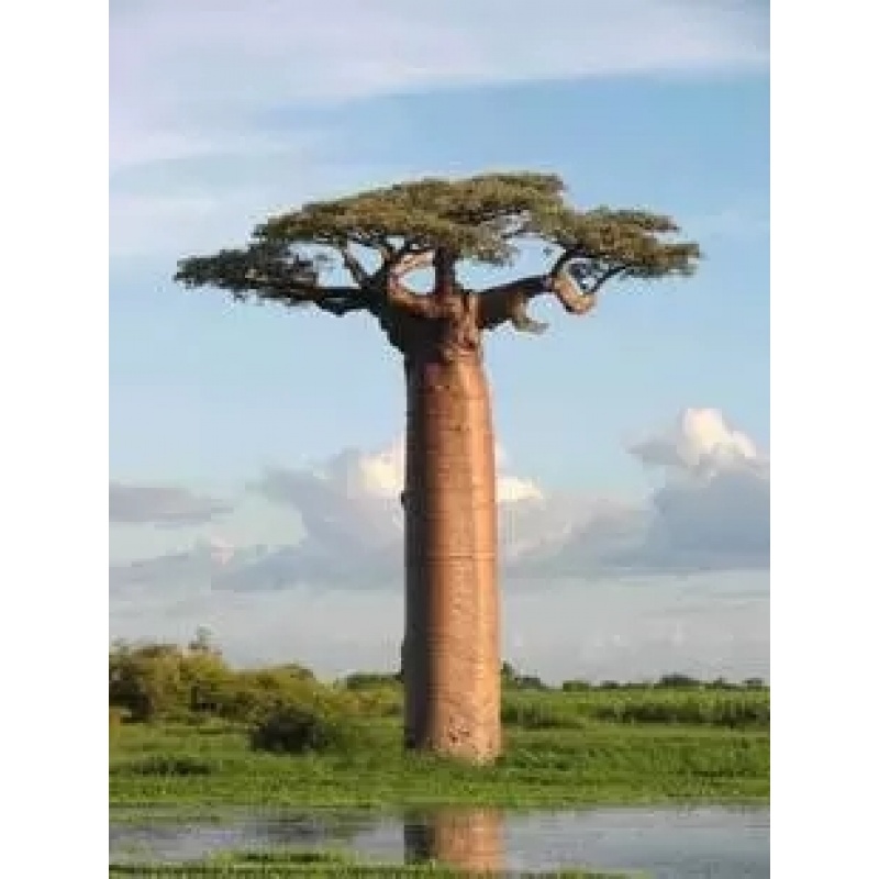 猴面包树学名叫波巴布树，猢狲木，猴面包树或酸瓠树树苗 1棵1米高以上 不含盆