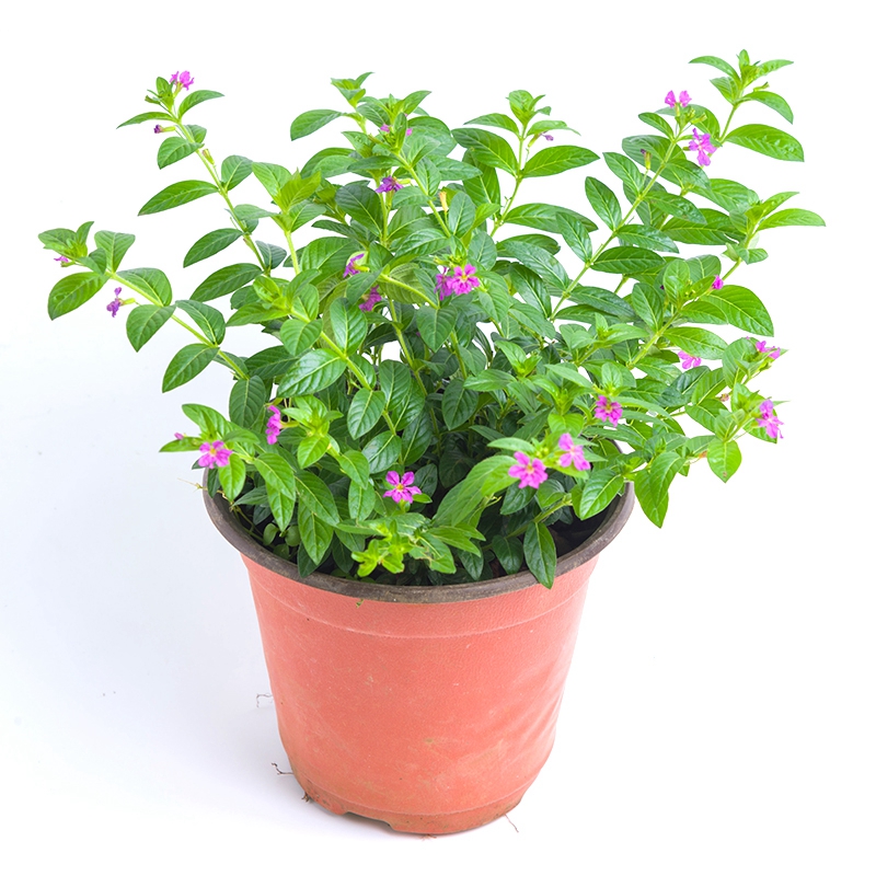 洁妍满天星盆栽花苗办公室阳台耐寒绿植花卉居家绿植绿色观赏植物好养