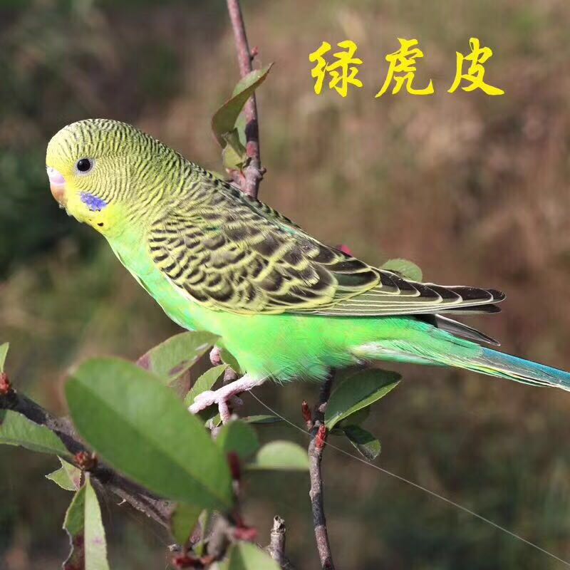 灵狐之家虎皮鹦鹉活体玄风鹦鹉宠物观赏鸟活体手玩学舌鸟手养鸟宠物鸟