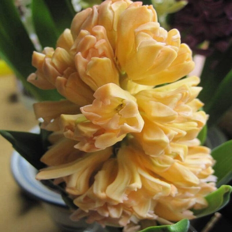 种球花卉 水仙花 风信子 种球 盆栽球根 花卉 水培植物 风信子橙色系