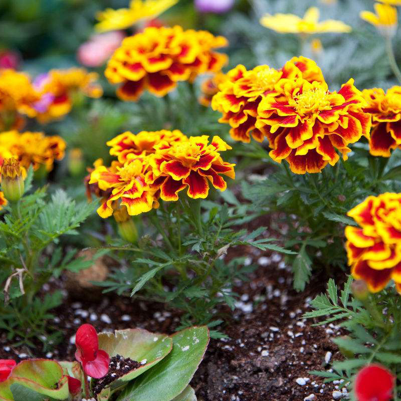 孔雀草种子景观花海种子四季易种庭院阳台花卉绿植小万寿菊花种子